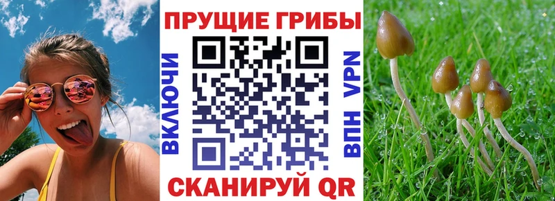 Псилоцибиновые грибы Psilocybe  продажа наркотиков  Кунгур 